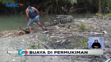 Kemunculan Buaya Muara...