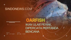 Oarfish, ikan Ular Perak,...