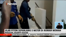 Ular Piton Sepanjang...