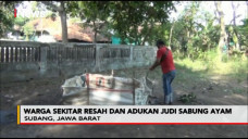 Penjudi Sabung Ayam...