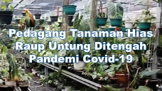 Pedagang Tanaman Hias...