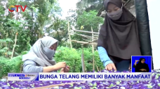 Warga Sulap Bunga Telang...