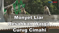 Kemunculan Monyet Liar...