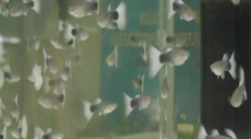 Budidaya Ikan Guppy,...