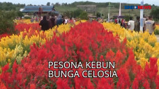 Pesona Kebun Bunga Celosia,...
