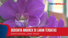 Manfaatkan Lahan Sempit,...