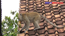 Teror Monyet Liar Bikin...