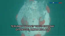 Terumbu Karang Virus...