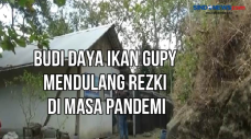 Budi Daya Ikan Gupy...