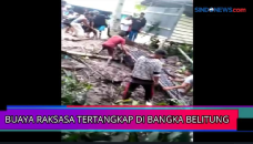 Buaya Raksasa Tertangkap...