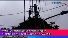 Evakuasi Anak Monyet...