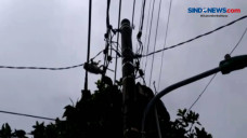 Seekor Monyet Peliharaan...