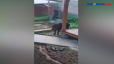 Habitatnya Terganggu,...