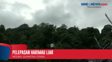 Usai Orientasi, Harimau...