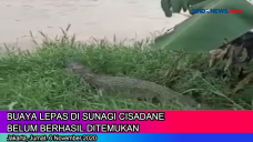 Buaya Lepas di Sungai...