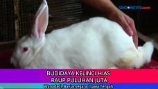 Budidaya Kelinci Hias...