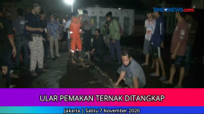 Ular Sanca Sepanjang...