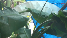 Fenomena Pohon Pisang...