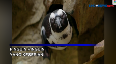 Pinguin Pinguin Kesepian...