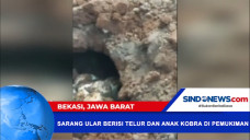 Temuan Sarang Ular Kobra...
