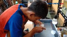 Salon Ikan Cupang