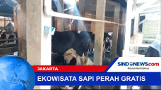 Wisata Budidaya Sapi...