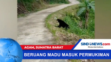 Beruang Madu Masuk ke...