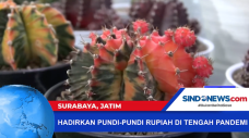 Budi Daya Kaktus Hias...
