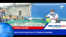 Budidaya Ikan Nila,...