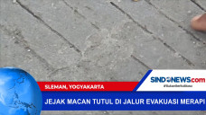 Jejak Macan Tutul di...
