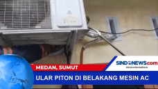Warga Evakuasi Ular...