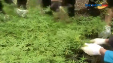 Ladang Berisi 30 Ribu...