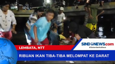 Ribuan Ikan di Lembata...