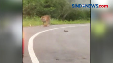 Seekor Harimau Sumatera...