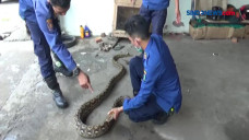 Ulara Piton Makan Ternak...