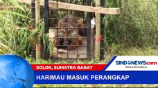 Seekor Harimau Betina...