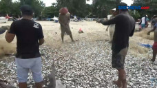 Fenomena Ribuan Ikan...
