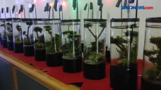 Kreasi Unik Aquascape...