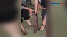 Ikan Lele Berukuran...