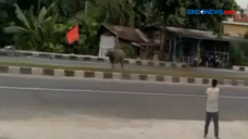 Kerbau Mengamuk Seruduk...
