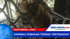 Harimau Pemakan Hewan...