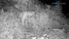 Harimau Sumatera Mangsa...