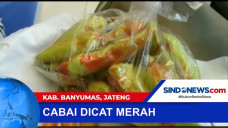 Cabai Rawit di Cat Merah