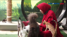 Dokter Asuh Kucing Liar
