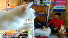 Asrama Kucing, Selamatkan...