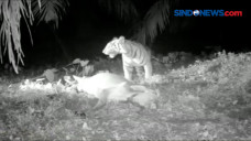 Rekaman Video Harimau...