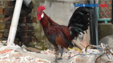 Keunikan Ayam Brugo...
