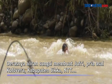 Warga di NTT Terpaksa...