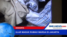 Ular Masuk ke Dalam...