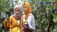 Asyiknya Berwisata Petik...
